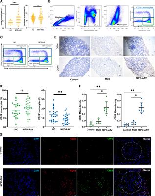 CX3CL1-induced CD16+ monocytes extravasation in myeloperoxidase-ANCA-associated vasculitis correlates with renal damage